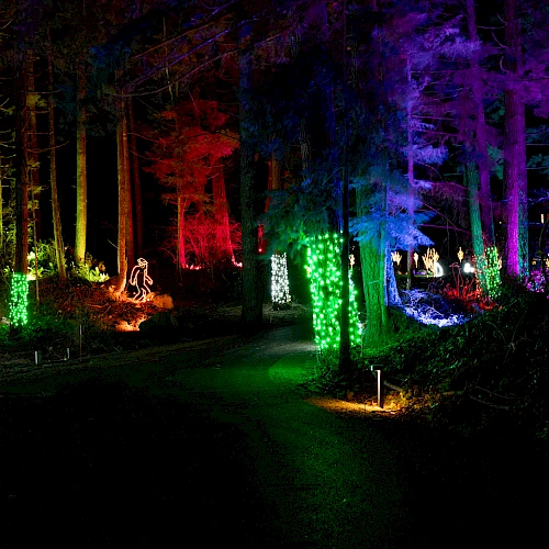 The image shows a forest path illuminated with colorful lights, featuring green, red, blue, and purple hues, creating a magical ambiance.