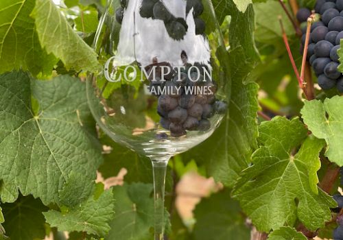 A glass with grapes inside among green vine leaves, labeled &ldquo;Gomption Family Wines,&rdquo; nestled in a vineyard setting.