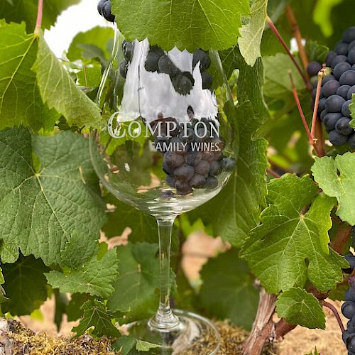 A glass with grapes inside among green vine leaves, labeled “Gomption Family Wines,” nestled in a vineyard setting.