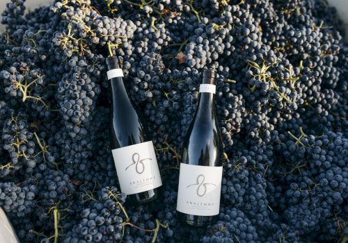 Two bottles of wine nestled in a bed of ripe blue grapes, with minimalist labels featuring a looped design.