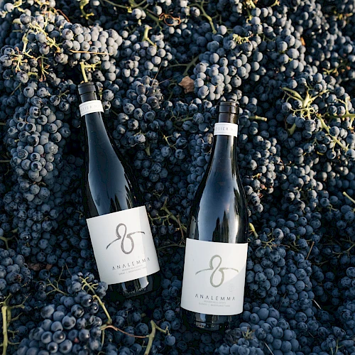 Two bottles of wine nestled in a bed of ripe blue grapes, with minimalist labels featuring a looped design.