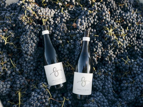 Two bottles of wine nestled in a grape-filled bed, with labels bearing a simple logo.