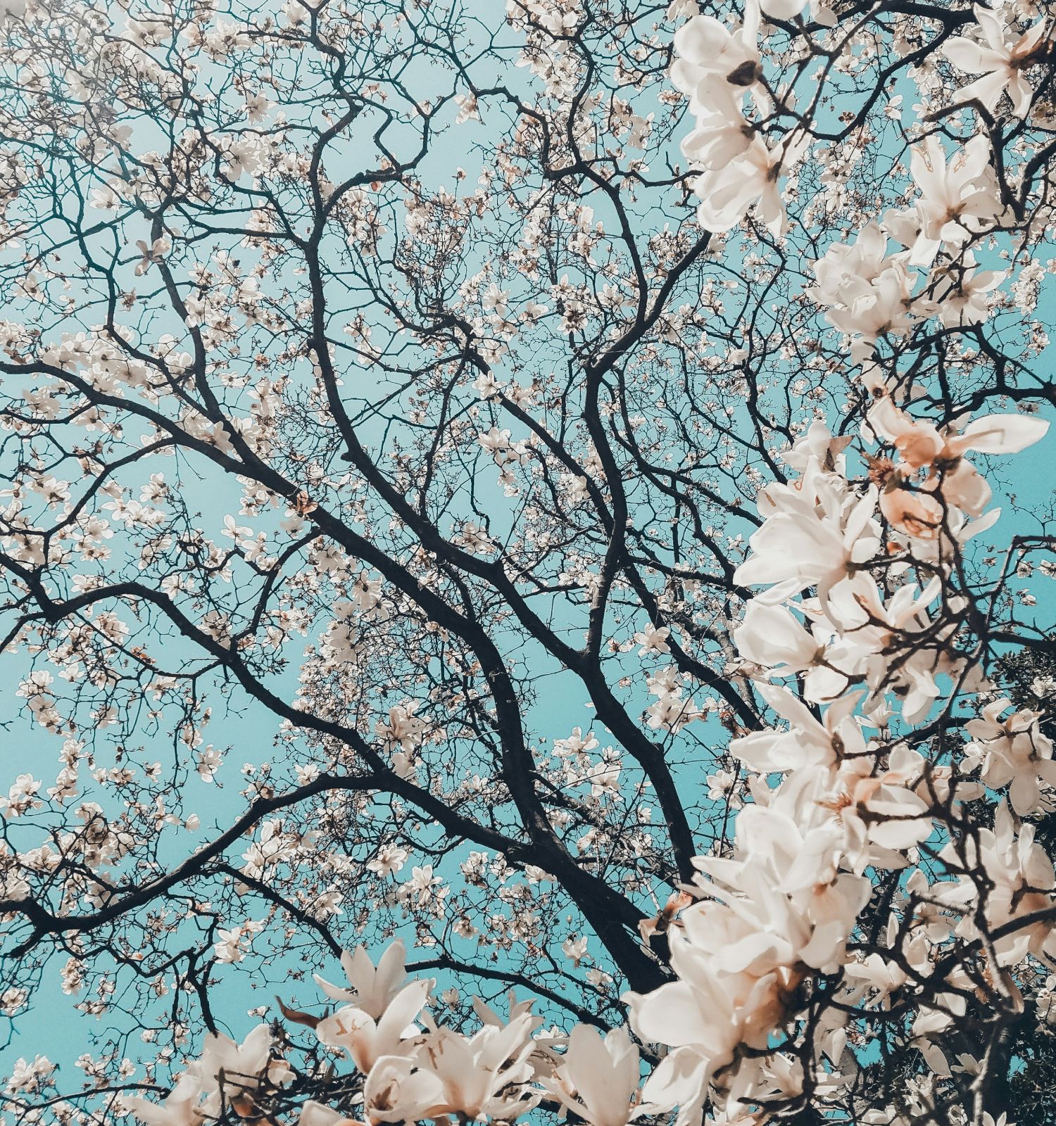 Branches of a blossoming tree stretch across a clear blue sky, with white flowers along the edges creating a delicate frame.