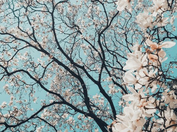 Branches of a tree with delicate white blossoms against a bright blue sky, creating a dreamy spring scene.