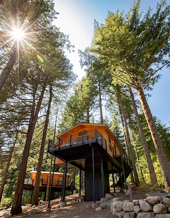 A wooden cabin on stilts sits among tall trees, with sunshine bursting through the canopy.