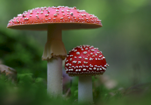 Two red-and-white speckled mushrooms growing in green grass, captured in a close-up with shallow depth of field.