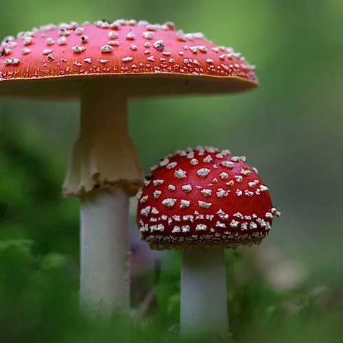 Two red-and-white speckled mushrooms growing in green grass, captured in a close-up with shallow depth of field.