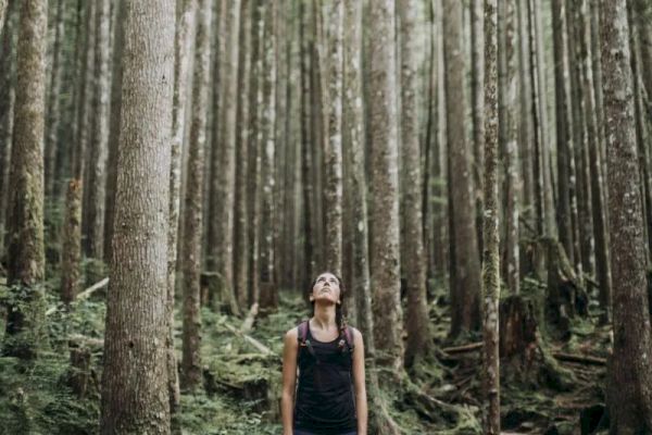 A person stands in a dense forest, looking up at the tall trees surrounding them.