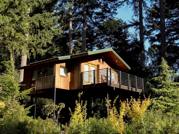 A wooden cabin with a balcony sits among tall evergreens, surrounded by lush green and yellow flowering shrubs and trees.