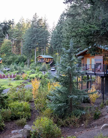 A forest resort with multiple wooden cabins, surrounded by lush gardens and winding paths among tall evergreen trees.