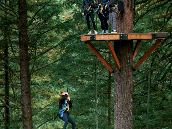 People zip-lining in a forest, with one person in midair and others waiting on a tree platform.