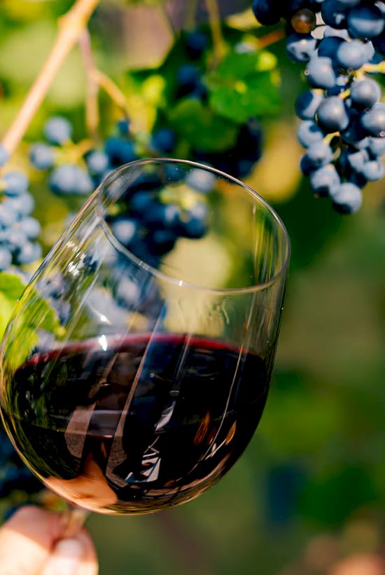 A glass of red wine is held near a bunch of ripe grapes on a vine, with green leaves in the background, creating a vineyard scene.