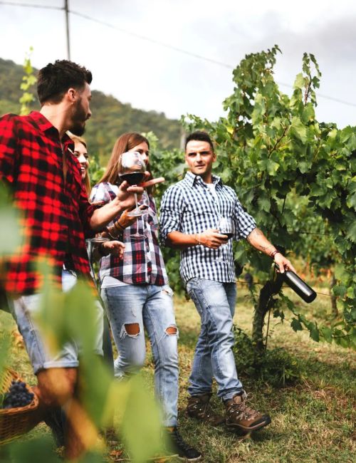 Four people walking through a vineyard, carrying baskets and bottles, likely engaged in a grape harvest or wine tasting.
