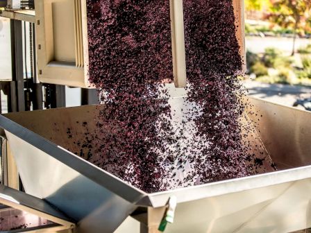 Grapes are being loaded into a stainless steel crusher at a winery, likely as part of the wine-making process.