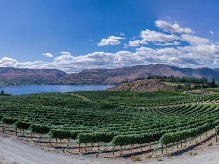 A vineyard with neatly lined grapevines sits by a lake, surrounded by mountains under a partly cloudy sky.