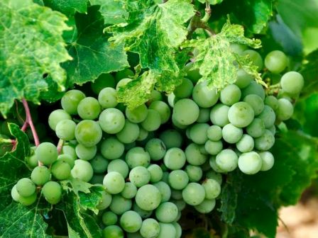 A cluster of green grapes hangs from a vine surrounded by lush, green leaves, showcasing the growth of fruit in a vineyard setting.