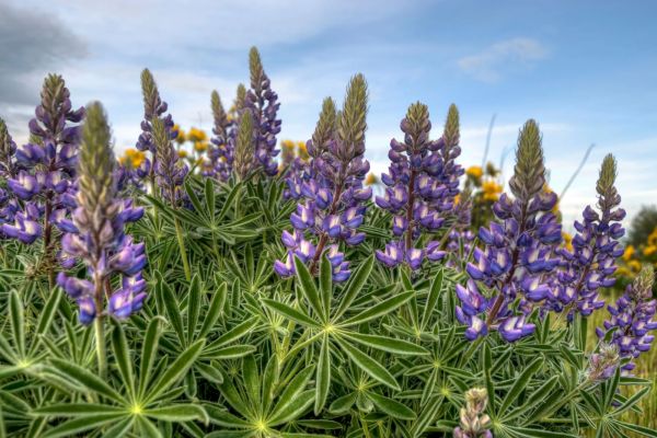 Purple lupine flowers with green, spiky leaves under a partly cloudy blue sky, surrounded by a field of yellow flowers.