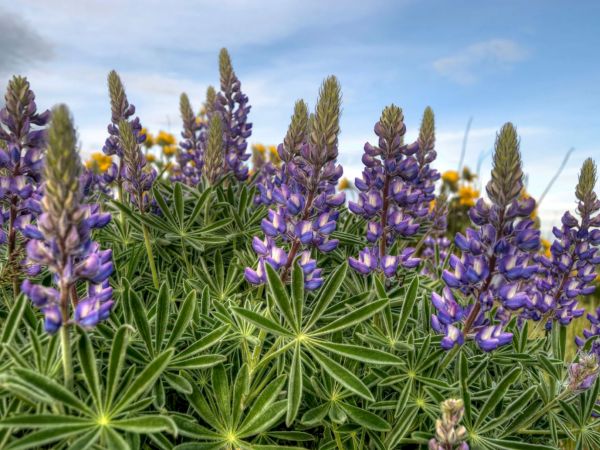 Purple lupine flowers with green, spiky leaves under a partly cloudy blue sky, surrounded by a field of yellow flowers.