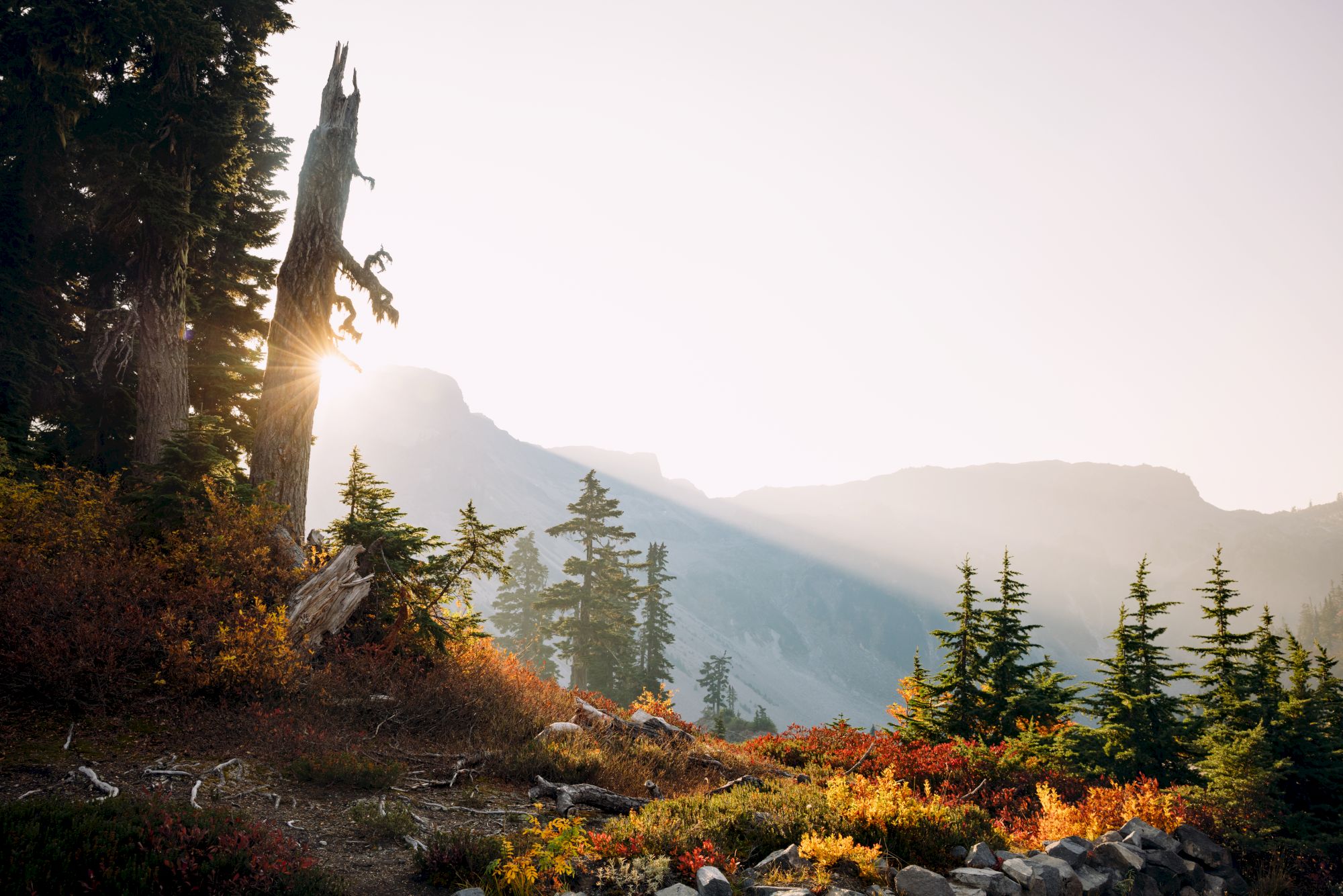 A scenic view of a forest with sunlight streaming through trees, casting long shadows on the colorful landscape amidst mountains.