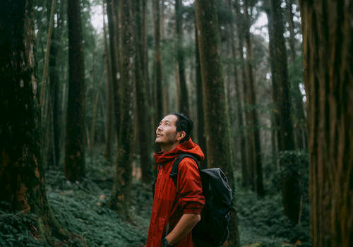 A person in a red jacket stands in a dense forest, looking upwards, surrounded by tall trees and lush greenery.