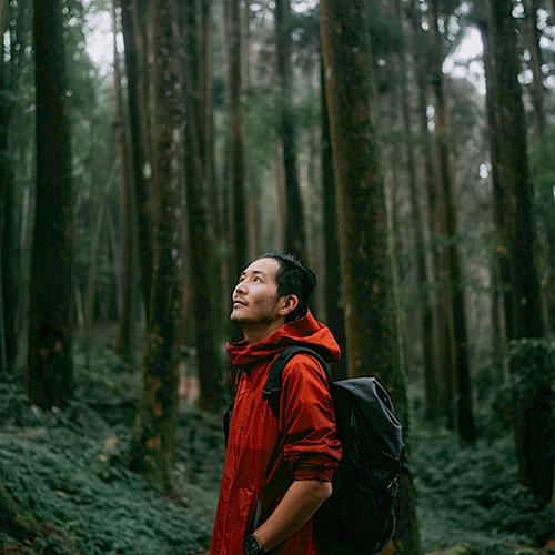 A person in a red jacket stands in a dense forest, looking upwards, surrounded by tall trees and lush greenery.