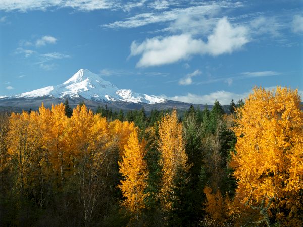 A snow-capped mountain under a blue sky, surrounded by vibrant autumn trees in shades of yellow and green.