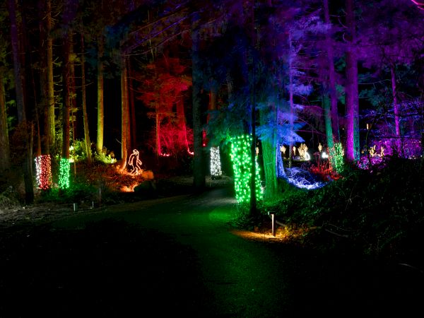 The image shows a forest at night illuminated by colorful lights on the trees, creating a vibrant and enchanting atmosphere.