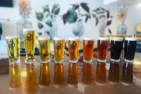 An array of nine glasses with different beers, varying in color from light to dark, lined up on a reflective surface.