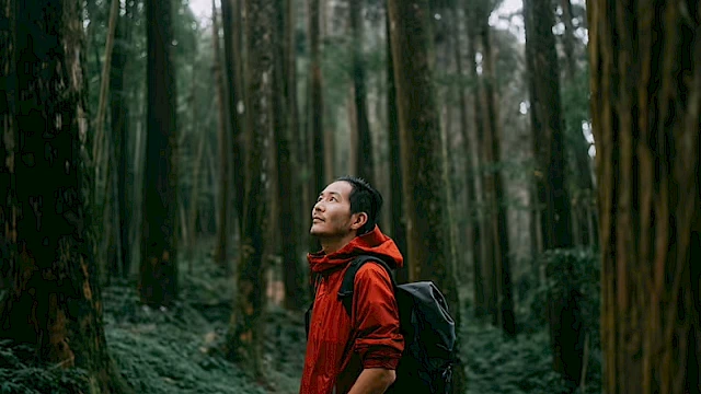A person in a red jacket and backpack stands in a lush forest, looking upwards surrounded by tall trees and greenery.