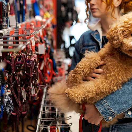 A person is holding a fluffy dog while looking at various pet collars and leashes on display in a store.