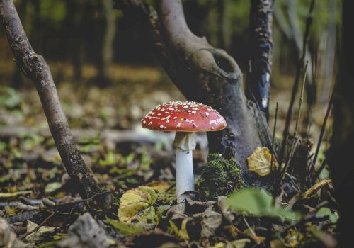 A red-and-white speckled mushroom grows on a forest floor, surrounded by leaves and tree trunks, creating a natural woodland scene.