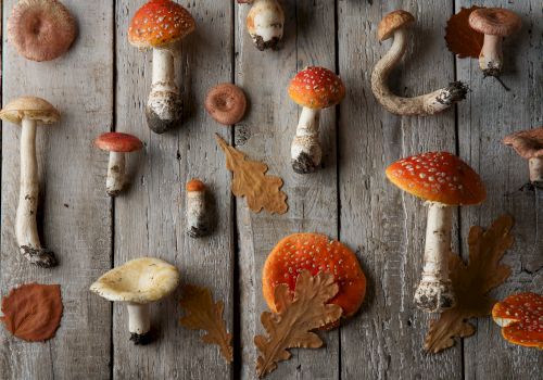Mushrooms and oak leaves are arranged on a rustic wooden surface, showcasing a variety of fungi, some with red caps.