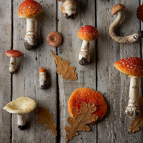 Mushrooms and oak leaves are arranged on a rustic wooden surface, showcasing a variety of fungi, some with red caps.
