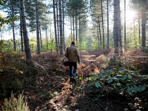 A person walks through a sunlit forest, carrying a basket, surrounded by tall trees and dense foliage.