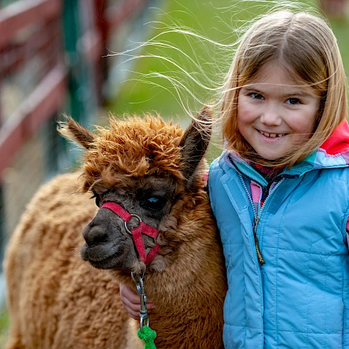 A smiling child in a colorful jacket stands beside an alpaca with a red halter, outdoors by a fence.