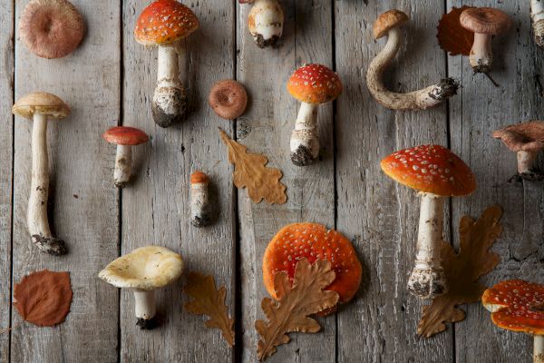 The image shows various mushrooms and oak leaves arranged on a rustic wooden surface.