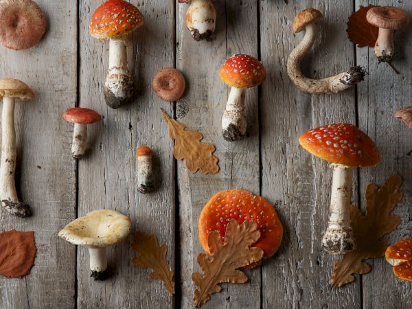 The image shows various mushrooms and oak leaves arranged on a rustic wooden surface.