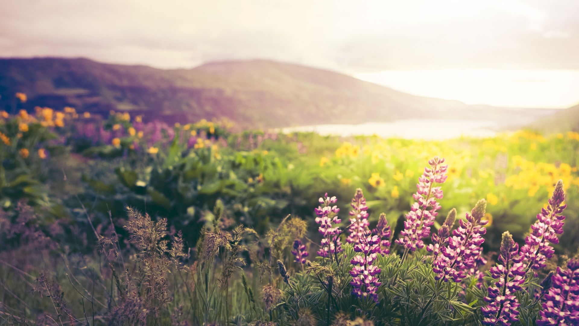 A scenic field of wildflowers, including purple lupines, with mountains in the background, basked in warm, soft sunlight.
