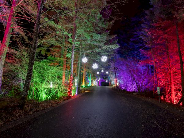A path is surrounded by trees lit in colorful lights with spherical ornaments hanging above, creating a vibrant nighttime display.