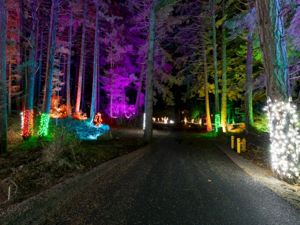 A forest path illuminated with colorful lights, including purple, green, and white, creating a vibrant, festive atmosphere.