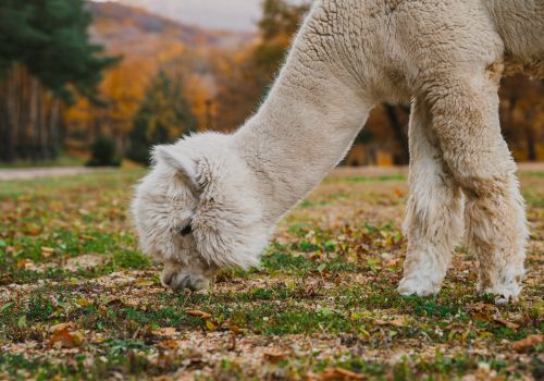 A fluffy alpaca is grazing on grass in a field surrounded by autumn foliage, creating a serene and picturesque scene.