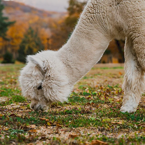 A fluffy alpaca is grazing on grass in a field surrounded by autumn foliage, creating a serene and picturesque scene.