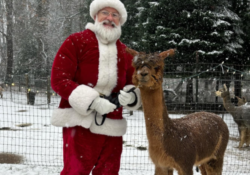 A person in a Santa costume standing in snow with an alpaca. Both are near a fence, surrounded by snowy trees.